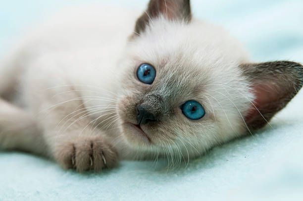 Kitten stock photo