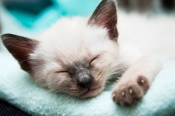 Kitten Sleeping stock photo