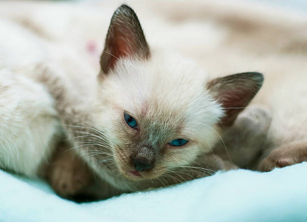 Siamese Kitten stock photo