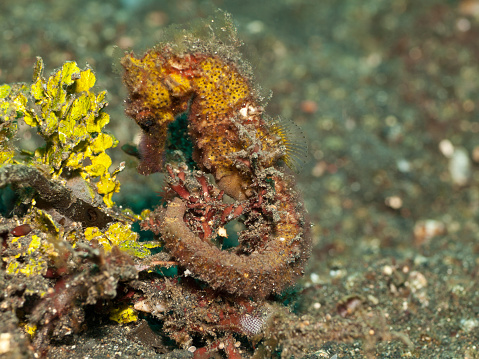 Common seahorse (Hippocampus taeniopterus)