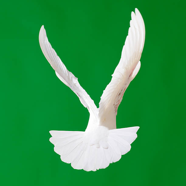 Beautiful white dove with wings outstretched flying on chroma green background 