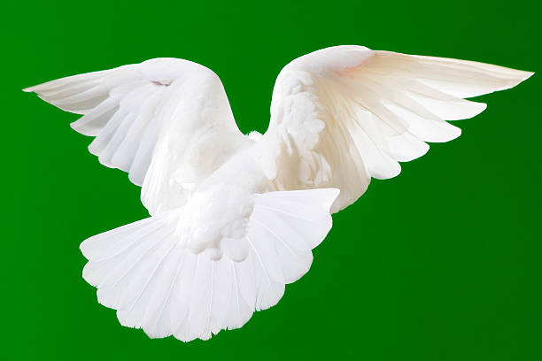 istock White dove with outstretched wings isolated on chroma green 471470009