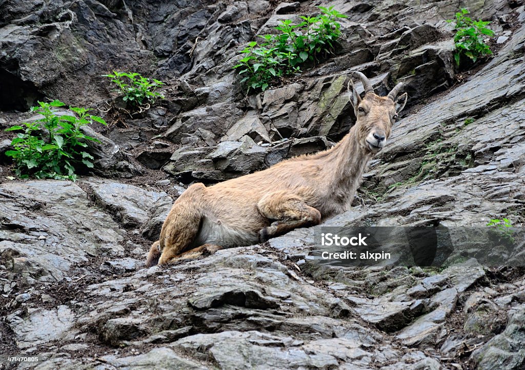 Berberschaf - Lizenzfrei Afrika Stock-Foto