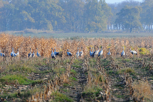 bando de grou no outono migração no campo (alemanha - vogelzug imagens e fotografias de stock