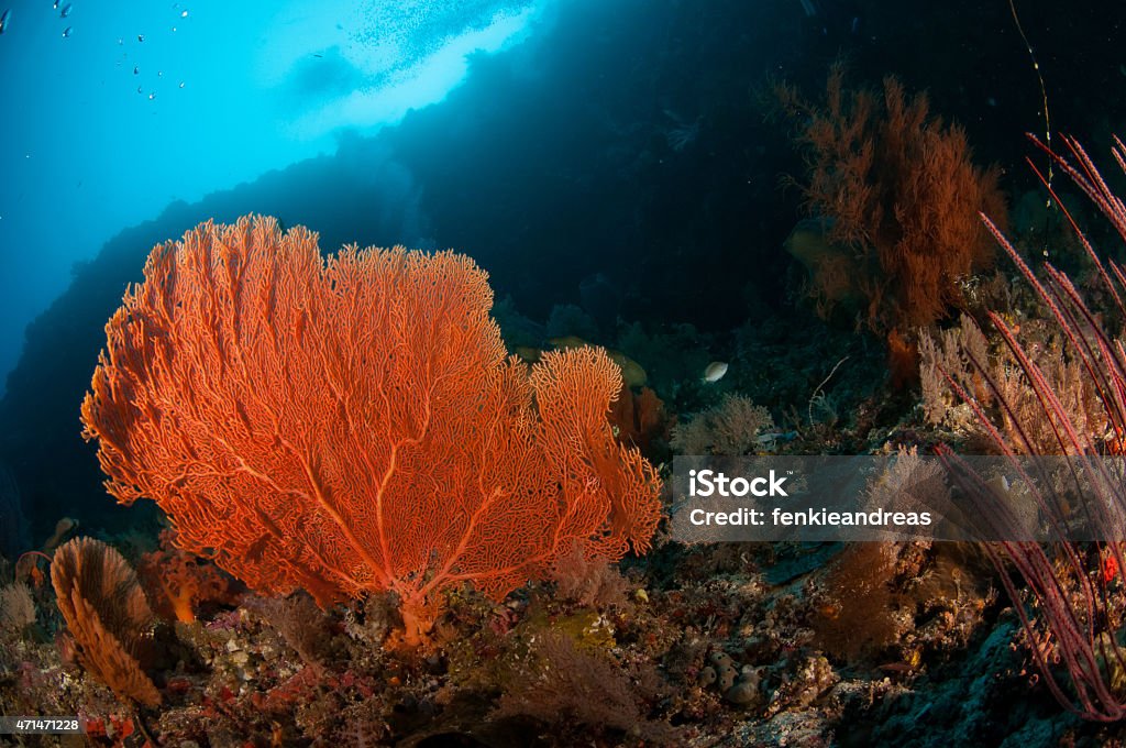 seafan 부나켄 술라웨시 인도네시아 melithaea sp. 바닷속이 포토서제스트 - 로열티 프리 2015년 스톡 사진