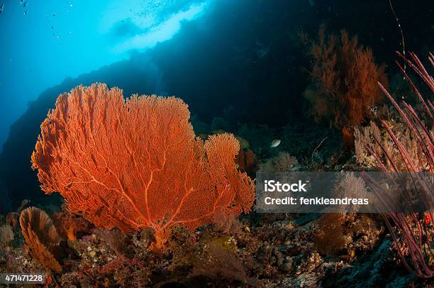 Seafan 부나켄 술라웨시 인도네시아 Melithaea Sp 바닷속이 포토서제스트 2015년에 대한 스톡 사진 및 기타 이미지 - 2015년, 동굴, 동물