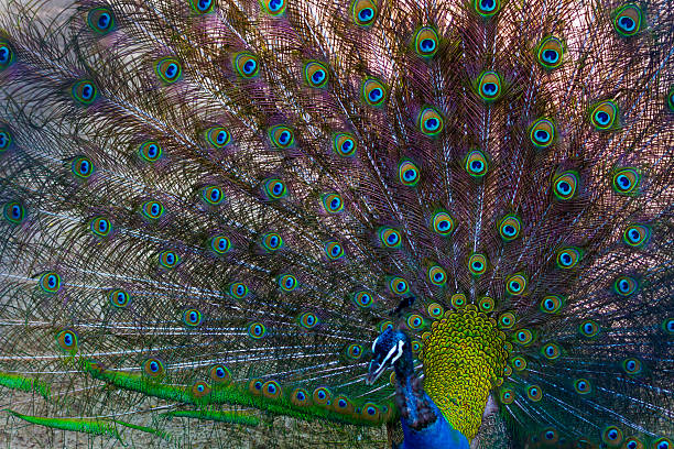 A peacock roaming freely around a temple