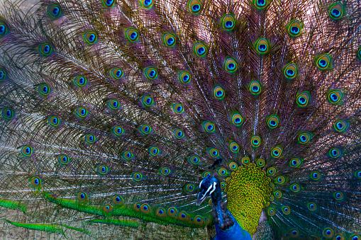 A beautiful peacock spreading wings.