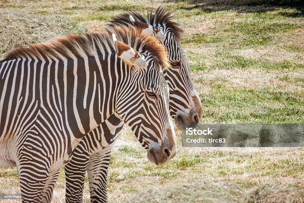 Zebras in the wild 2015 Stock Photo