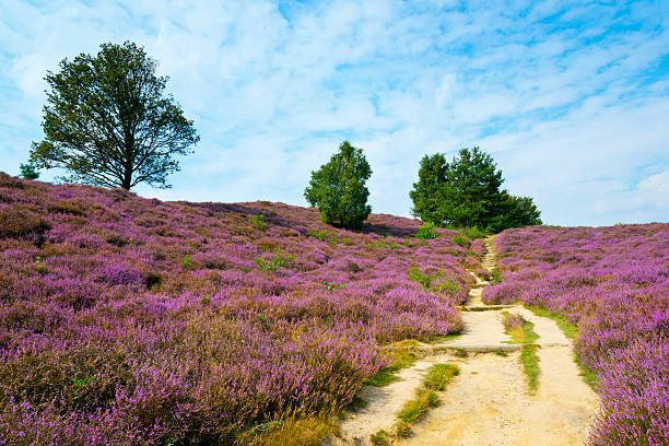 istock Field of Heather 471471923