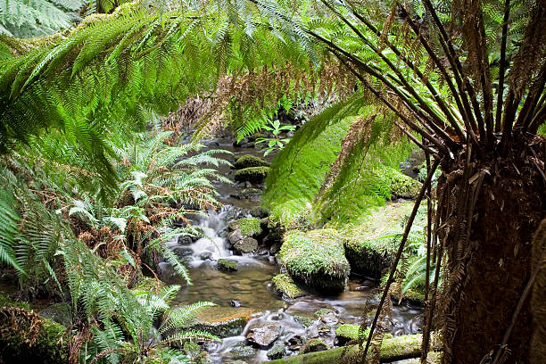 istock Tasmanian Beauty 471472277