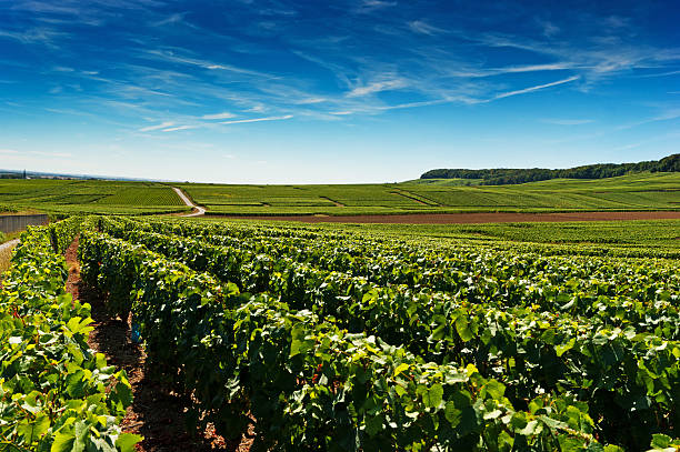Champagne vineyards in Cramant Late summer vineyards of a Premiere Cru area of France showing the lines of vines and blue sky above. ardennes department france stock pictures, royalty-free photos & images