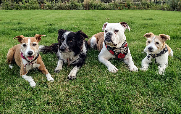 istock Two terriers, border collie and a English bulldog 471472571