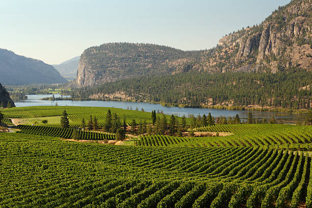 okanagan valley vigneto panoramico, columbia britannica - okanagan vineyard okanagan valley valley foto e immagini stock