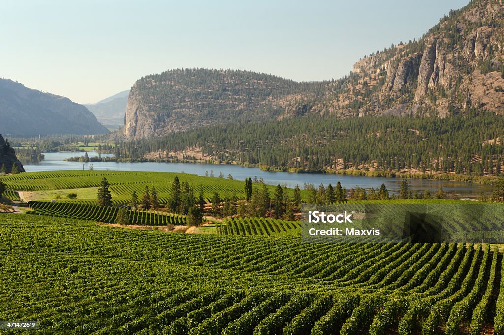 Paisagem de vinha vale de Okanagan, na Colúmbia Britânica - Royalty-free Vale de Okanagan - Colúmbia Britânica Foto de stock