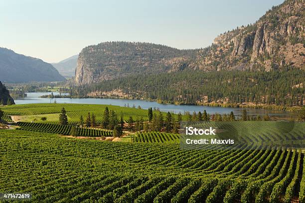 Paisagem De Vinha Vale De Okanagan Na Colúmbia Britânica - Fotografias de stock e mais imagens de Vale de Okanagan - Colúmbia Britânica