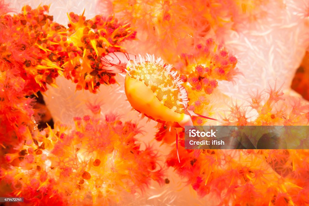 리지드 알류 개오지조개, Dendronepthya 소프트 산호색, 코모도 국립 공원, 인도네시아 - 로열티 프리 개오지조개 껍데기 스톡 사진