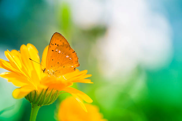 istock Scarce Copper butterfly pollinating flower 471472809