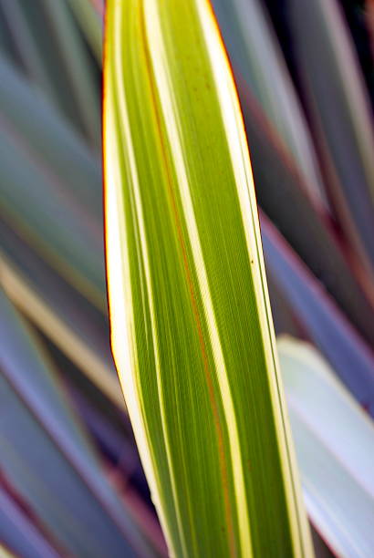 istock Sunlit New Zealand Flax (Harakeke) 471472923