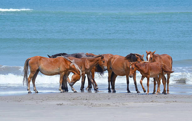 istock wild horses by the ocean 471473013