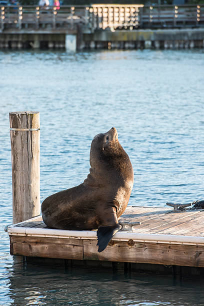 sea lion  - sanfran2012 stock-fotos und bilder