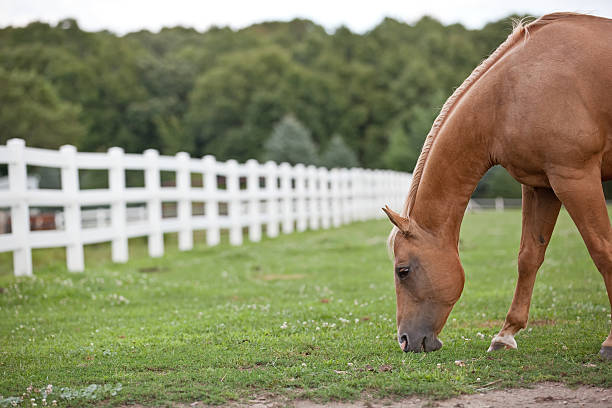 Palomino Horse Grazing in Pasture