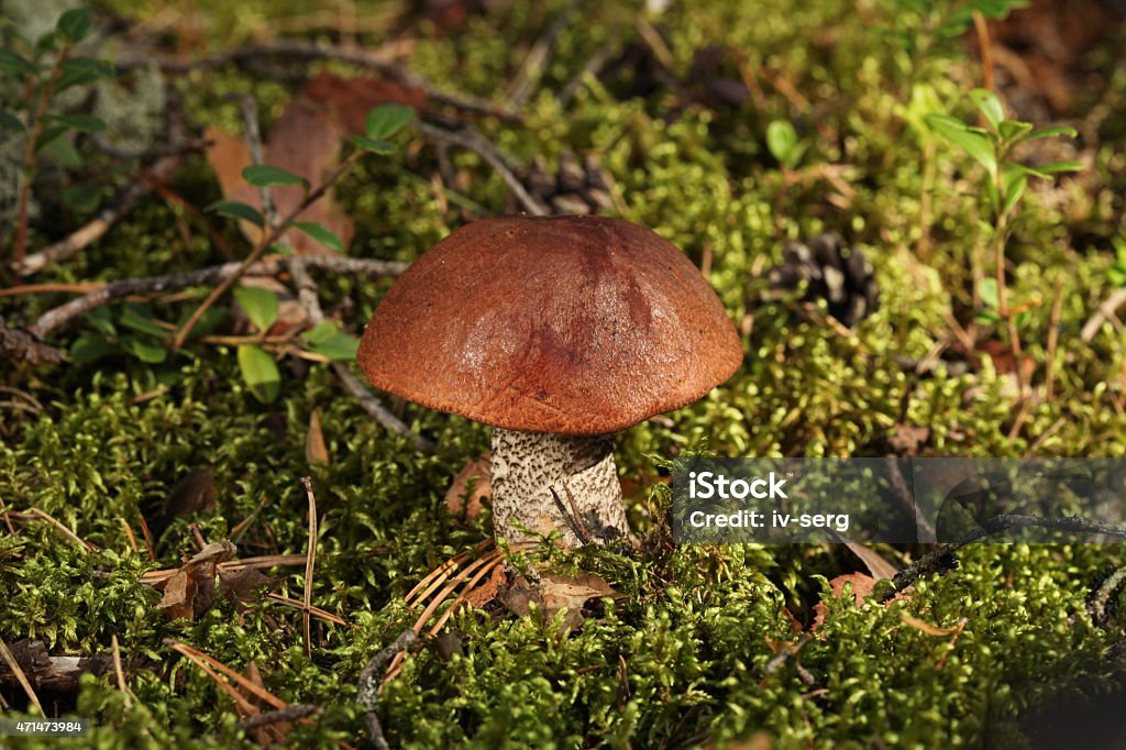 orange cap boletus orange-cap boletus in a wood in a green moss 2015 Stock Photo