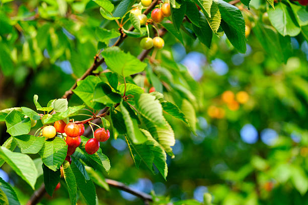 istock Selection of ripe and unripe cherries on tree 471474003