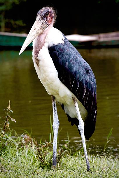 Marabu Stork (Leptoptilos crumenifer) Marabu Stork (Leptoptilos crumenifer) marabu stork stock pictures, royalty-free photos & images