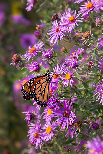 monarch auf wilden blumen rosa-aster - herbstastern stock-fotos und bilder
