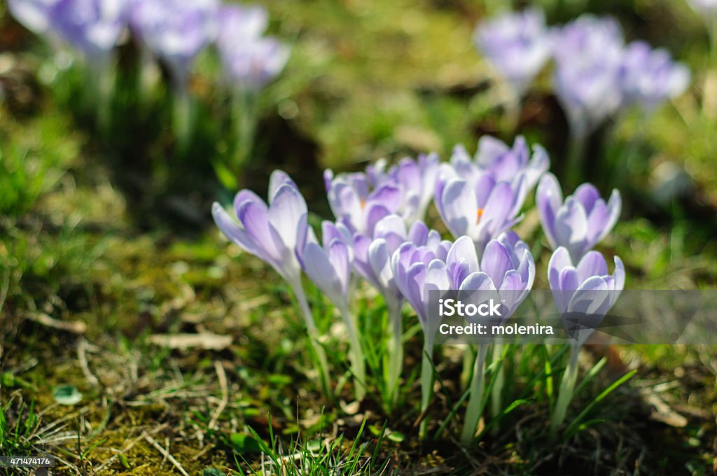 Spring purple crocus on green grass at sunny day Crocus vernus (Spring Crocus, Giant Crocus) spring flower growing on green grass, the crocus is a herald of spring 2015 Stock Photo