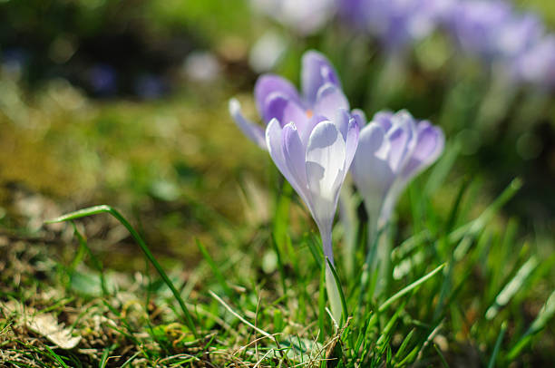 istock Spring purple crocus on green grass at sunny day 471474184