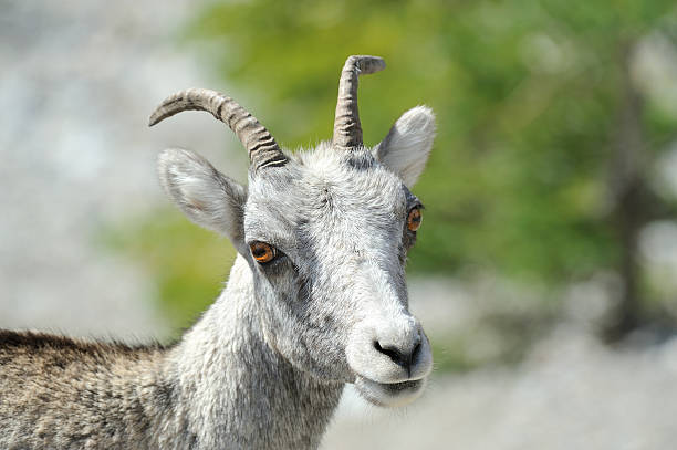 istock Bighorn female 471474237