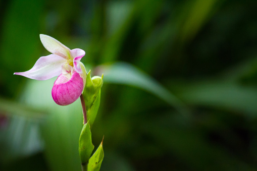 Ladys Slipper Orchid In Tropical Forest  Ladys Slipper Orchid In Tropical Forest. Foliage around the flower is dark. The bloom is bright pink. Horizontal composition