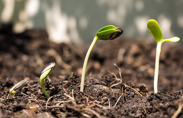 istock seed  on soil - new life start concept 471474298