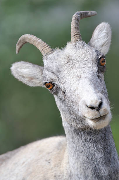 istock Bighorn female 471474301