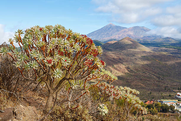 istock View of Tenerife. Canary Islands 471474962