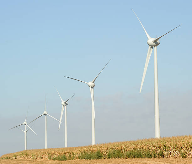 Five wind turbines in the Charente-Maritime department of Western France, with a field of ripening maize in the foreground.