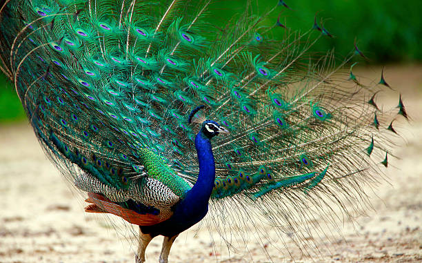 4,196 Peacock Dance Stock Photos, Pictures & Royalty-Free Images - iStock |  Chinese dance