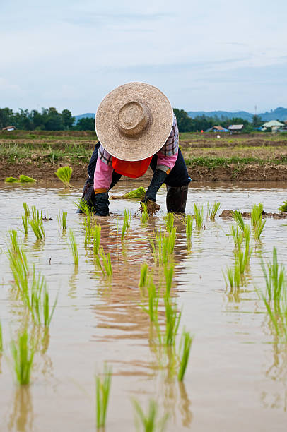istock Farmers working planting rice in the paddy field 471475673