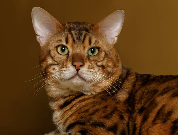 istock Bengal Cat on Gold background and Looking in camera 471475788