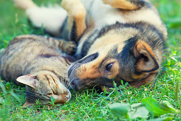 istock Dog and cat lying together on the grass 471476058
