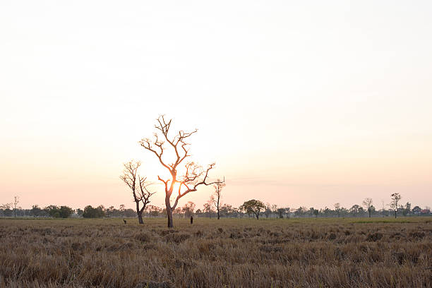 istock Landscape of ricfield with dry tree shape in Thailand. 471478232