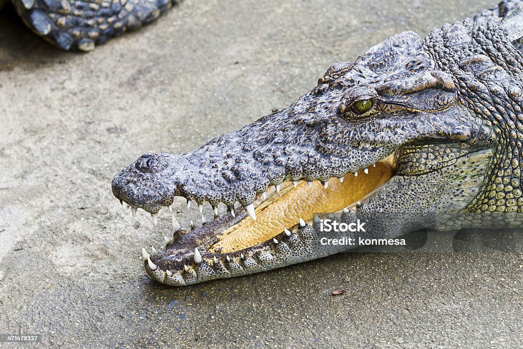 Krokodilleder - Lizenzfrei Amphibie Stock-Foto