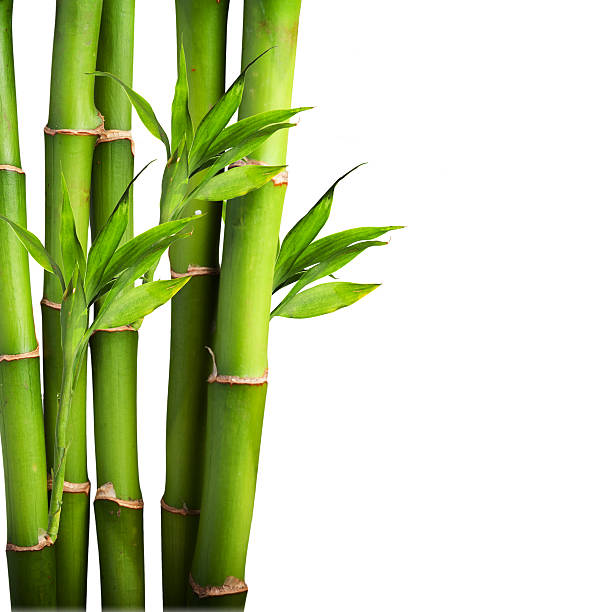 bambus auf weißem hintergrund - bamboo leaf bamboo shoot feng shui stock-fotos und bilder