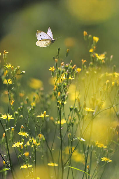 fiori gialli e farfalle volanti venati bianco-verde - insect fly animal eye single flower foto e immagini stock