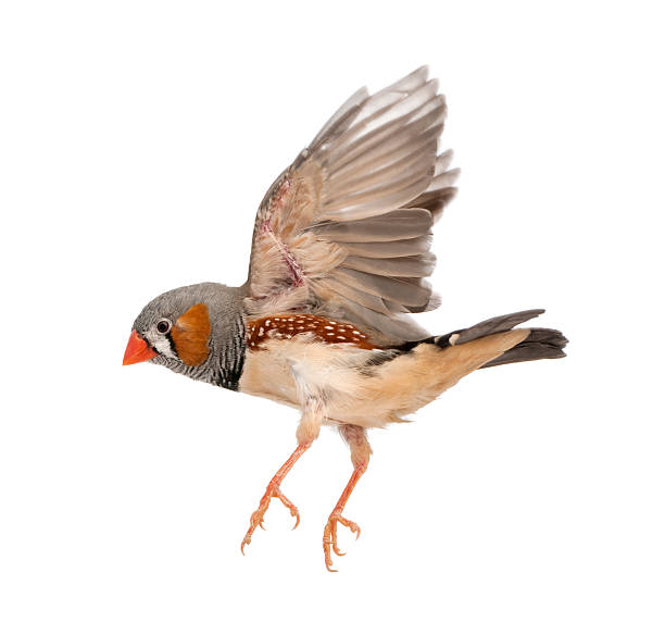 istock Zebra Finch flying, Taeniopygia guttata, against white background 471479549