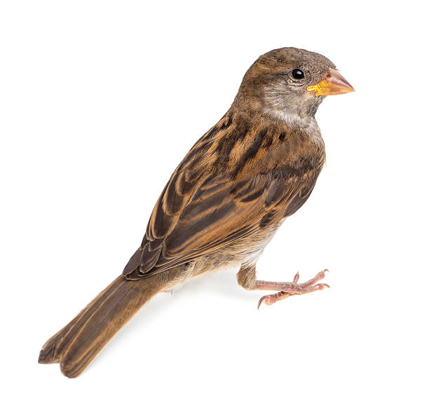 istock House Sparrow against white background 471479551