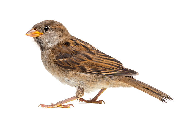 house sparrow vor weißem hintergrund - sperling stock-fotos und bilder