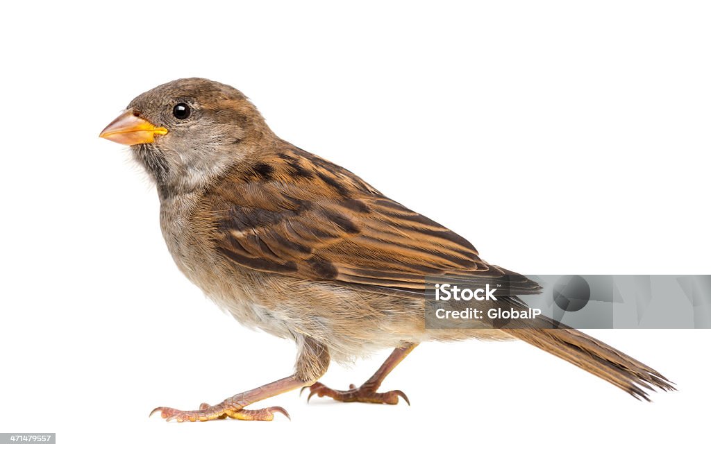 House Sparrow against white background Sparrow Stock Photo